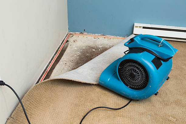 Best Water damage restoration mold remediation  in Marion, AL